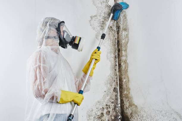 Trusted Imperial, NE Mold Removal Experts