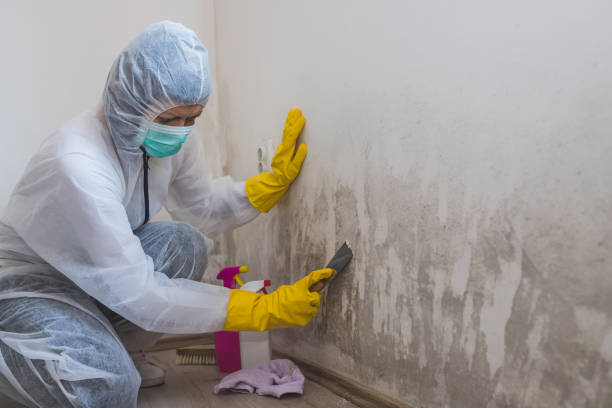 Best Certified Mold Removal  in Imperial, NE