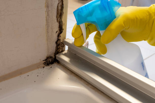 Best Black Mold Removal  in Imperial, NE