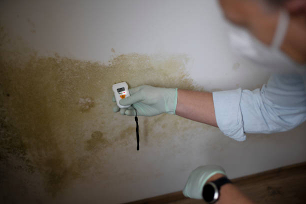 Home Mold Removal in Imperial, NE