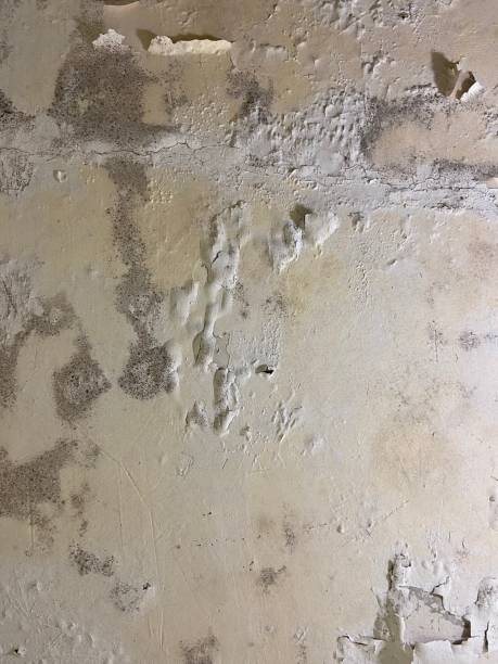 Best Mold Damage Repair  in Imperial, NE
