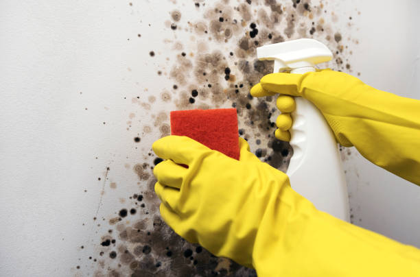 Certified Mold Removal in Imperial, NE