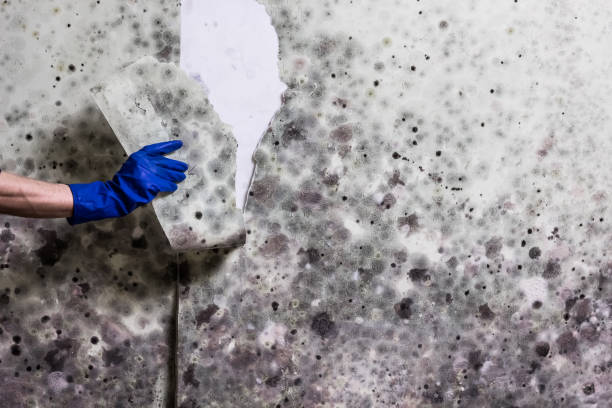 Best Residential Mold Removal  in Imperial, NE