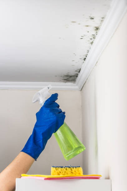 Best Attic Mold Removal  in Imperial, NE