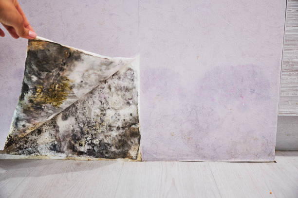 Best Office Mold Removal Services  in Imperial, NE